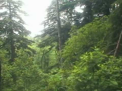 Видео: кунашир