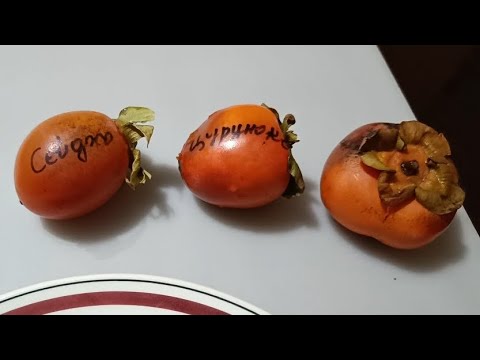 Видео: Хурма Сейджо Цуруноко и Дар Софиевки обзор и дегустация