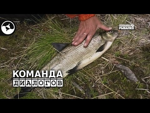 Видео: Сплав по реке Кереть. Сиг и семга | Классика