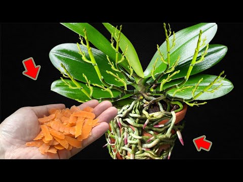 Видео: Удивительно Просто! Посыпьте немного, и старые орхидеи зацветут уже через 1 ночь!