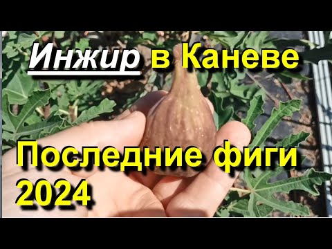 Видео: Инжир в Каневе. Последние фиги сезона 2024. 2024 10 12