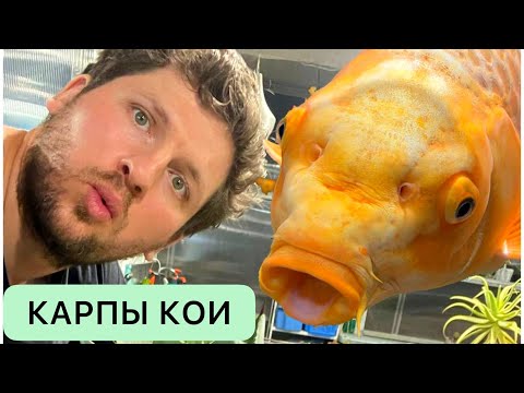Видео: НЕВЕРОЯТНО ЯРКИЕ КАРПЫ КОИ ПЕРЕЕЗЖАЮТ В ГИГАНТСКИЙ АКВАРИУМ. ГДЕ КУПИТЬ КАРПА КОИ РЫБУ ДЛЯ ПРУДА