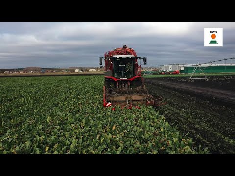 Видео: Копка опыта с орошением сахарной свёклы KWS / Настройка комбайна REXOR 6300 Platinum / Оценка потерь
