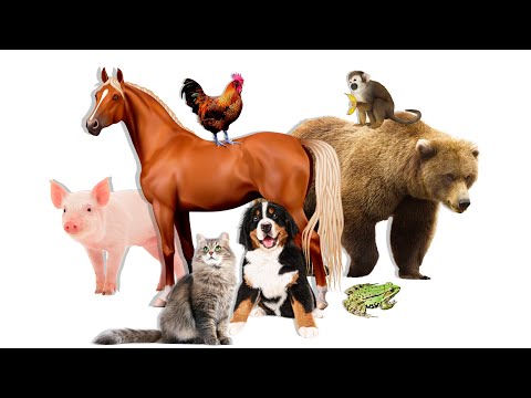 Видео: Домашние животные Лучшие серии Коровы мычат и танцуют Учим домашних животных для детей