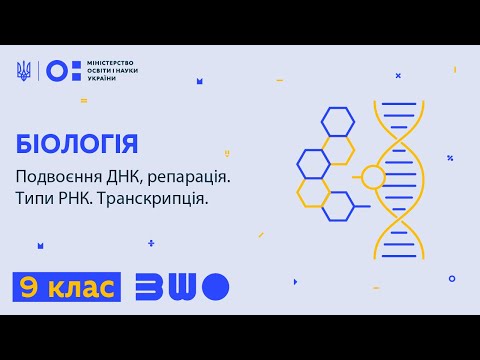 Видео: 9 клас. Біологія. Подвоєння ДНК; репарація. Типи РНК. Транскрипція.