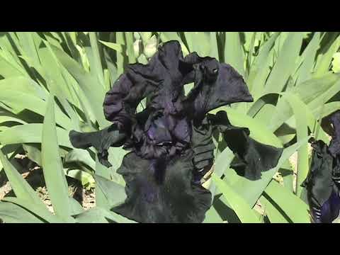 Видео: Карнавал ирисов 2023  1 movie