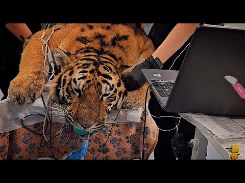 Видео: Слышит ли тигрица Камри?