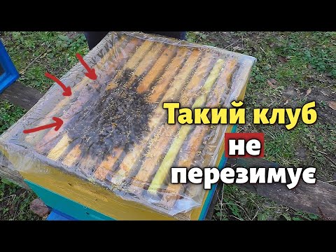 Видео: Клуб бджіл сів збоку. Як виправити такий клуб?