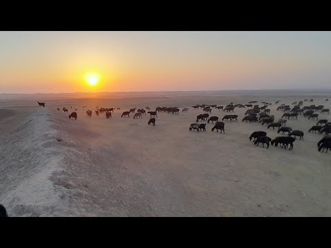 Видео: Чӯпон тогда нима Ишкилади  #чӯпонбола 