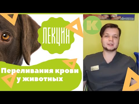 Видео: Гемотрансфузия, переливания крови у животных, подготовка