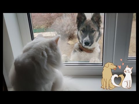 Видео: Снежок и Дружок