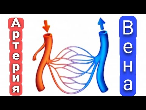 Видео: Қан тамырлар                          #артерия #вена #капиллияр #ангилогия