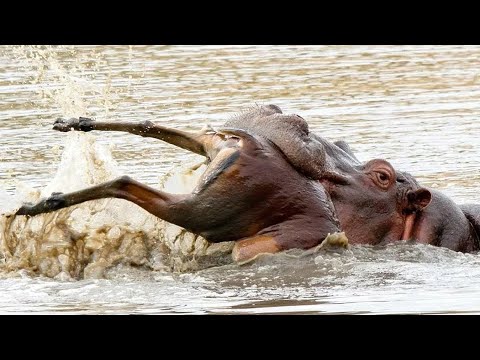 Видео: Вот почему на территорию бегемота лучше не заплывать / 10 Животных агрессоров