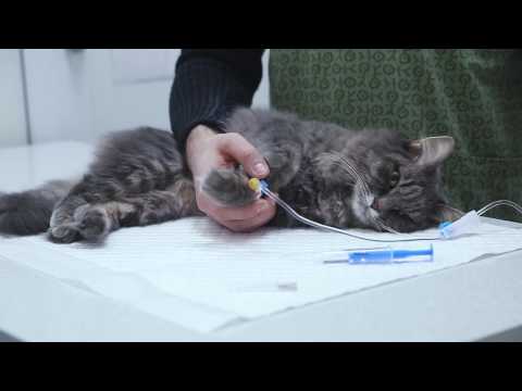 Видео: Уход за внутривенным катетером, подключение системы. Ставим капельницу животному