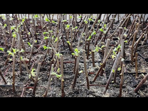 Видео: Проміжний результат укорінення живців. Частина друга