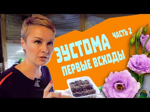 Видео: Эустома, первые всходы