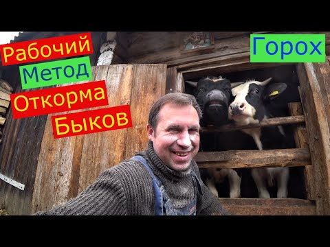 Видео: РАБОЧИЙ ЭФФЕКТИВНЫЙ МЕТОД ОТКОРМА БЫКОВ ,ГОРОХОВАЯ МУКА