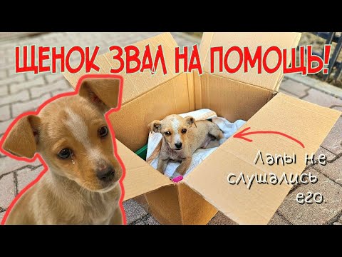 Видео: 🔴Щенок плакал в коробке и просил помощи | его лапы не слушались | help a homeless puppy disabled