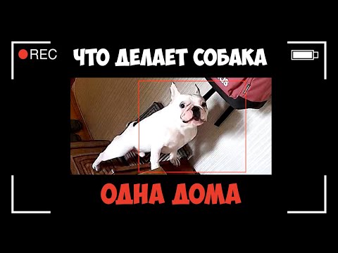 Видео: Что делает французский бульдог, когда остается один дома | Видео с камеры наблюдения