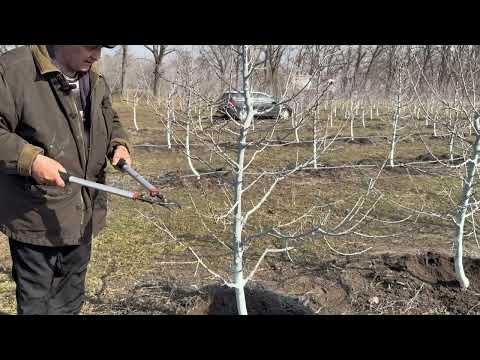 Видео: Весенняя обрезка интенсивного сада персика и черешни .