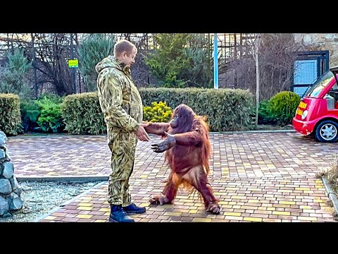 Видео: Дана устроила Олегу Зубкову  СИДЯЧУЮ ЗАБАСТОВКУ, она хочет гулять по парку, а не идти в  вольер!