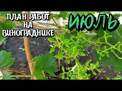 Видео: Июль 2023. План работ на винограднике.
