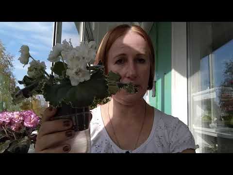 Видео: Важные рекомендации. Фитильный полив и мои неудачи