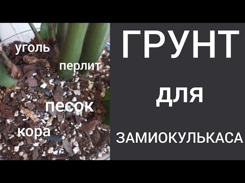 Видео: ГРУНТ для ЗАМИОКУЛЬКАСА. СОСТАВ и ПРОПОРЦИИ. Правильный грунт - залог успешной адаптации.