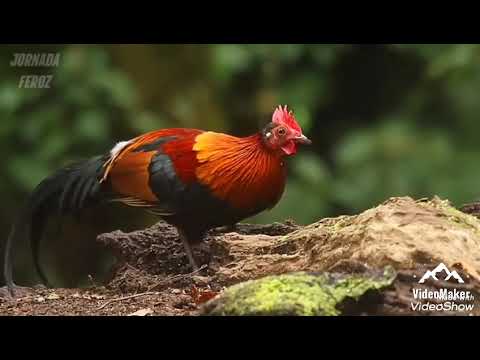 Видео: Муъмин ~4~ Ҳоҷи Мирзо