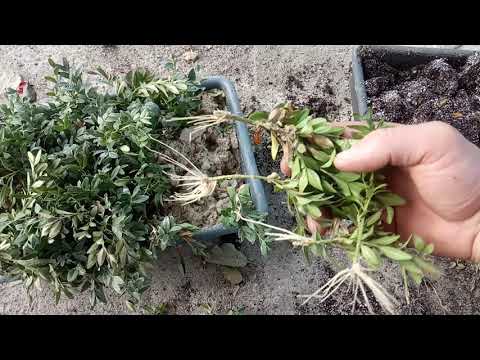 Видео: СРАВНИТЕЛЬНИЕ РЕЗУЛЬТАТЫ  ЧЕРЕНКОВАНИЯ САМШИТА В ТОРФЕ И ПЕСКЕ.ЧТО ВЫШЛО!?