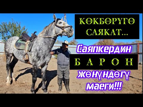 Видео: Саяпкердин бир күнү кандай өтөт?