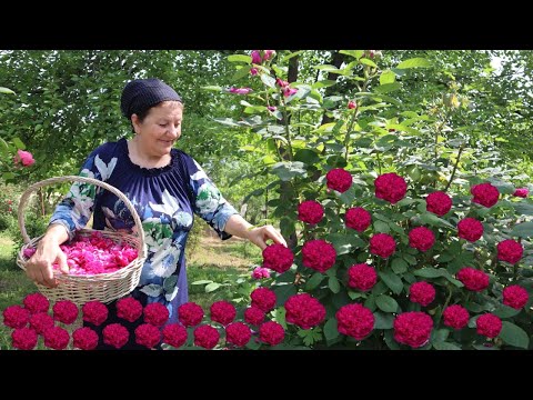 Видео: Приготовление розовой воды и варенья из роз в деревне - Простое приготовление гулаба