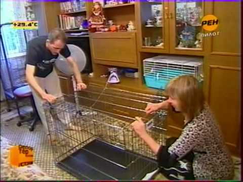 Видео: Енот Кузя на РЕН-ТВ.mp4