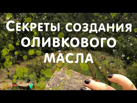 Видео: Как делают оливковое масло? | Выдумщики.ру