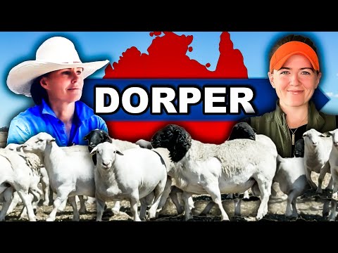 Видео: «АНГУС МИРА ОВЕЦ!» | Фермерское хозяйство Dorper Meat Sheep Farming в Австралии. Регенеративное с...