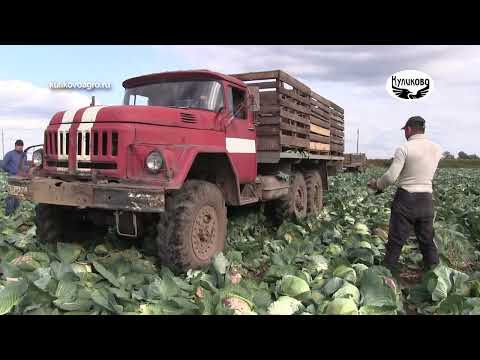 Видео: Битва за урожай в ЗАО "Куликово". 13.09.2022