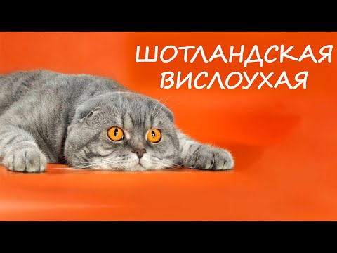 Видео: Шотландские Вислоухие Кошки  или Скоттиш Фолд  -  Самая популярная порода кошек!