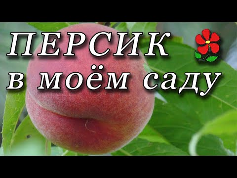 Видео: Начинаем выращивать персики. Мои впечатления (понравилось)!