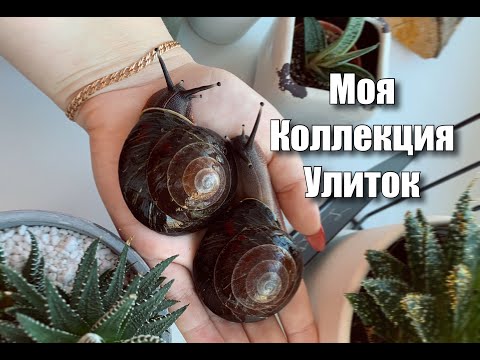 Видео: МОЯ КОЛЛЕКЦИЯ УЛИТОК