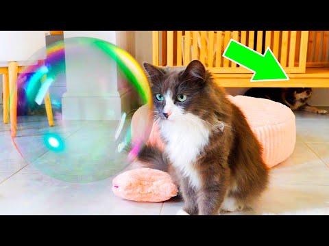 Видео: ПИТОМЦЫ ПРОТИВ 1000 МЫЛЬНЫХ ПУЗЫРЕЙ! АНЯ ПРЯЧЕТ НОВОГО ПИТОМЦА! РАЗЫГРАЛИ АНЮ С МЫЛЬНЫМИ ПУЗЫРЯМИ