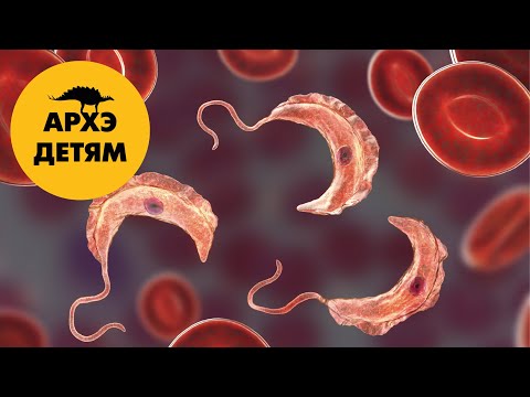Видео: Паразиты - 2. Ужасные и великие  | Вадим Марьинский (выпуск 19)