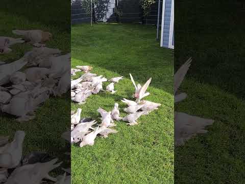 Видео: Лётная команда