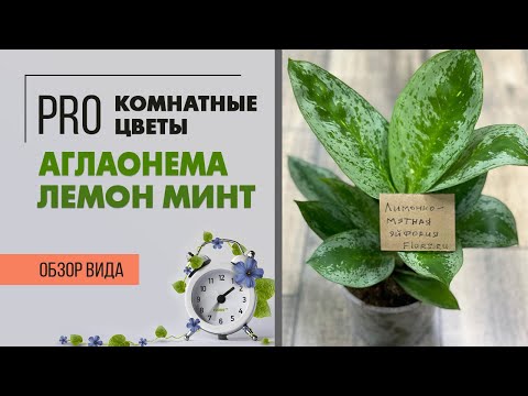 Видео: Комнатное растение Аглаонема Лемон Минт - обзор сорта. Уход за аглаонемами - это просто.