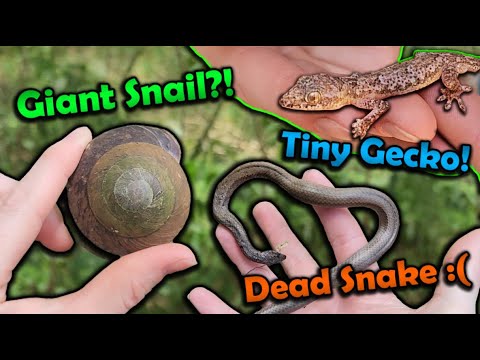 Видео: В поисках классных животных на Американских Виргинских островах!