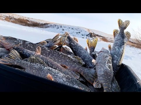Видео: Это КОШМАР!! Куда СТОЛЬКО?! Уже лень бегать до флажков... По 7 ЖЕРЛИЦ горит ОДНОВРЕМЕННО!!
