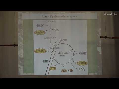 Видео: Константинова С.В. - Физиология и биохимия растений - 4. Цикл Кребса и глиоксилатный цикл