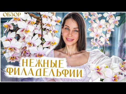 Видео: Это обязательно надо увидеть!Нежнейшее облако.Обзор Филадельфии Голландская и старого образца.