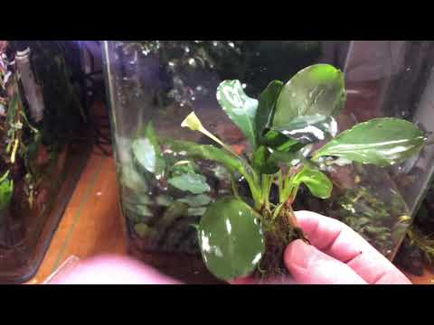 Видео: Bucephalandra sp. Achilles  секрет выращивания!!! ч.2
