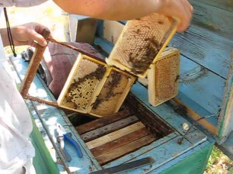 Видео: Сотовый мед. Итоги.