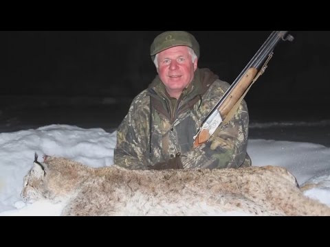 Видео: Охота на рысь в Кировской области / Lynx hunting in Kirov region